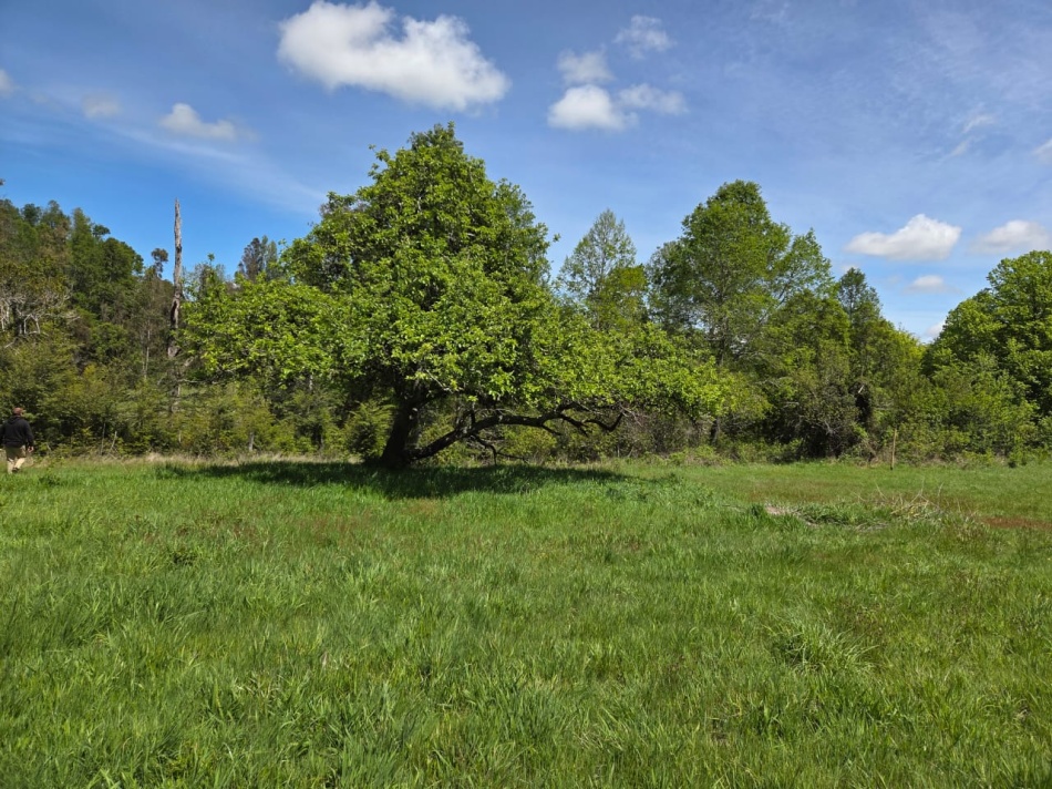 VENTA - Parcela Sector Colga 5.000 m2 - A 15 minutos de Villarrica - Con vertiente natural.